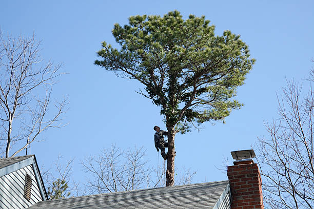 Reliable Buffalo, SC Tree Services Solutions